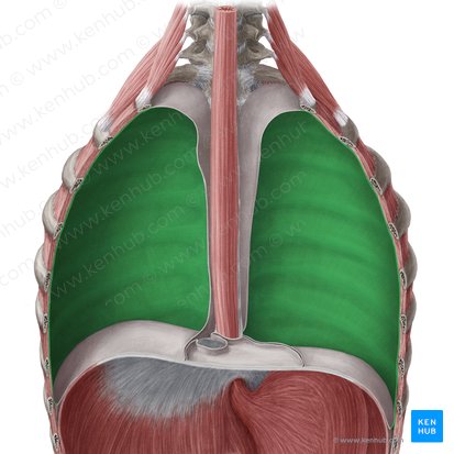 Porção costal da pleura parietal (Pars costalis pleurae parietalis); Imagem: Yousun Koh