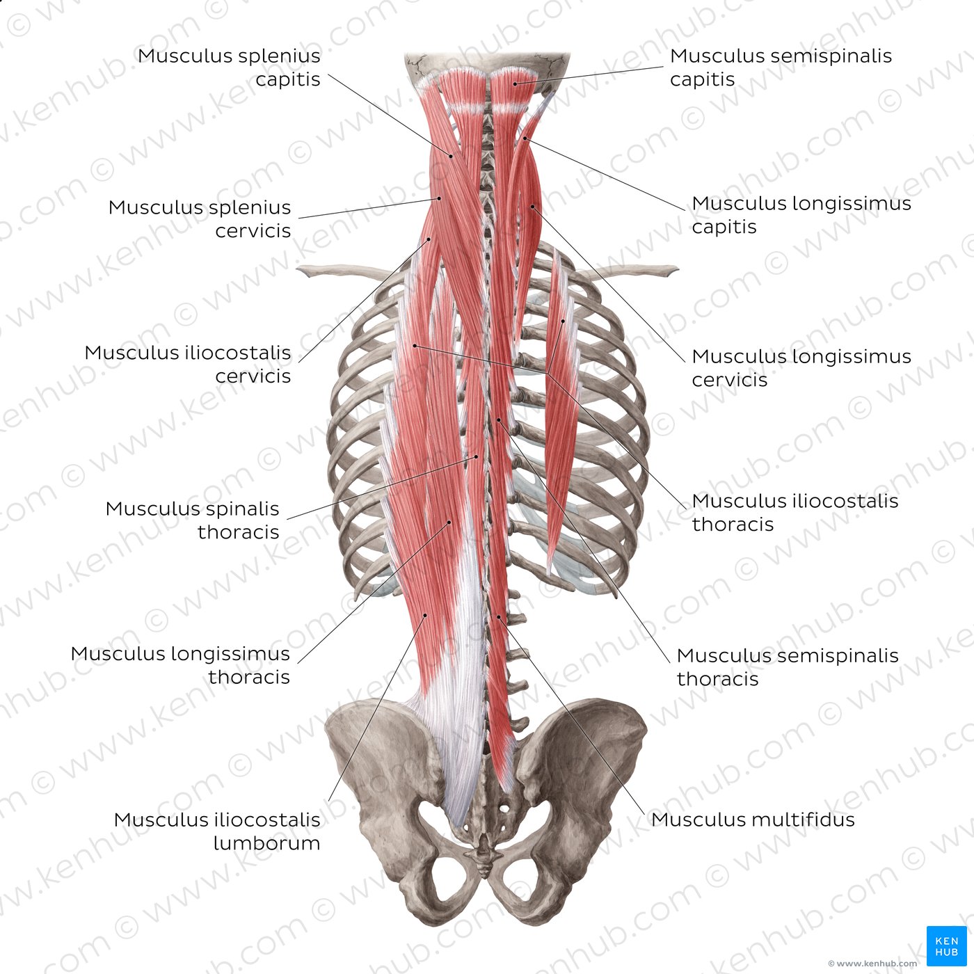 Tiefe Rückenmuskulatur: Oberflächliche und mittlere Schicht