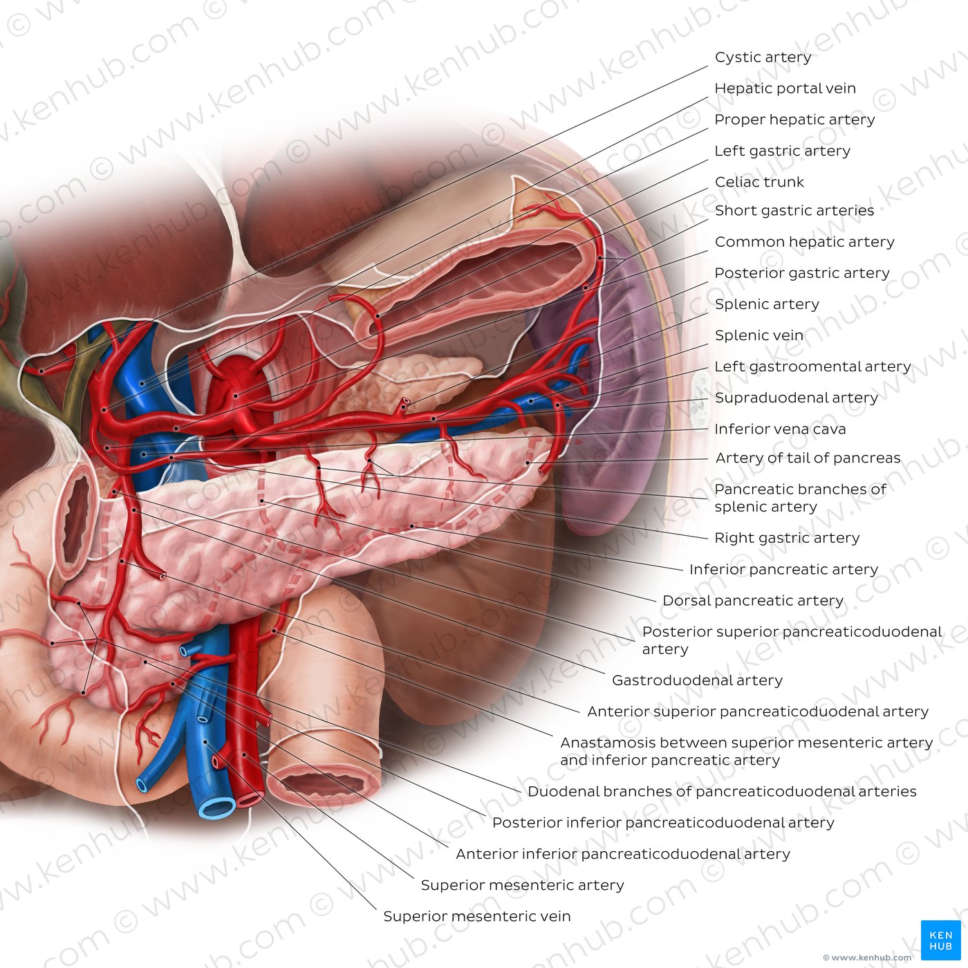 Blood supply of the pancreas: Diagram