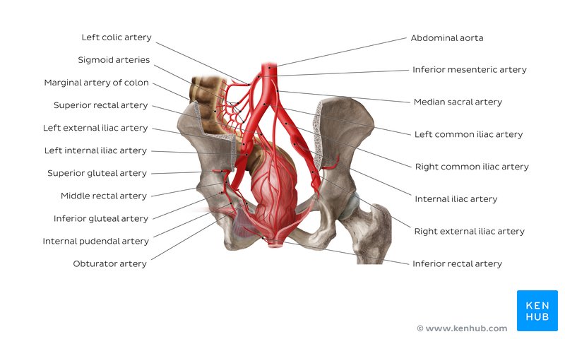 Diagrama de las arterias ilíacas