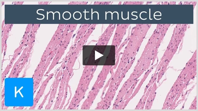 Smooth muscle, anatomy