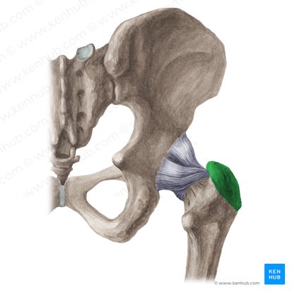 Greater trochanter of femur (Trochanter major femoris); Image: Liene Znotina