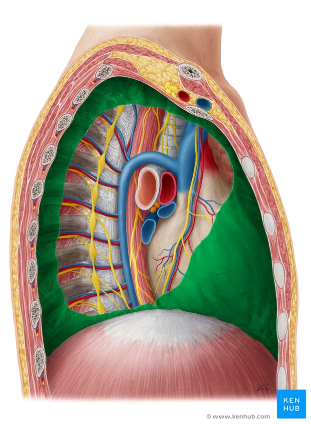 Pleural cavity: Anatomy, location, function Biology Diagrams