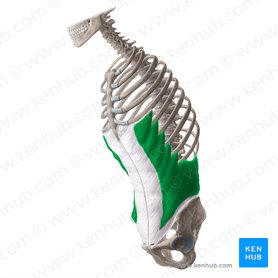 External abdominal oblique muscle (Musculus obliquus externus abdominis); Image: Yousun Koh