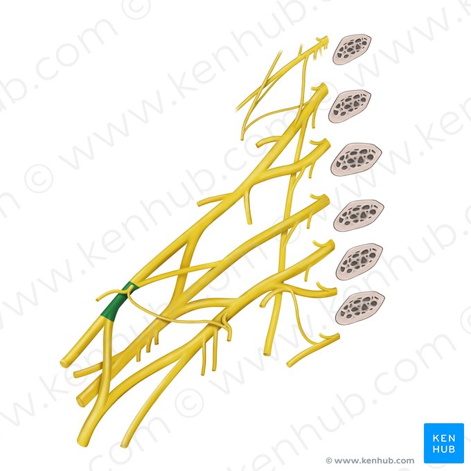 Lateral cord of brachial plexus (Fasciculus lateralis plexus brachialis); Image: Begoña Rodriguez
