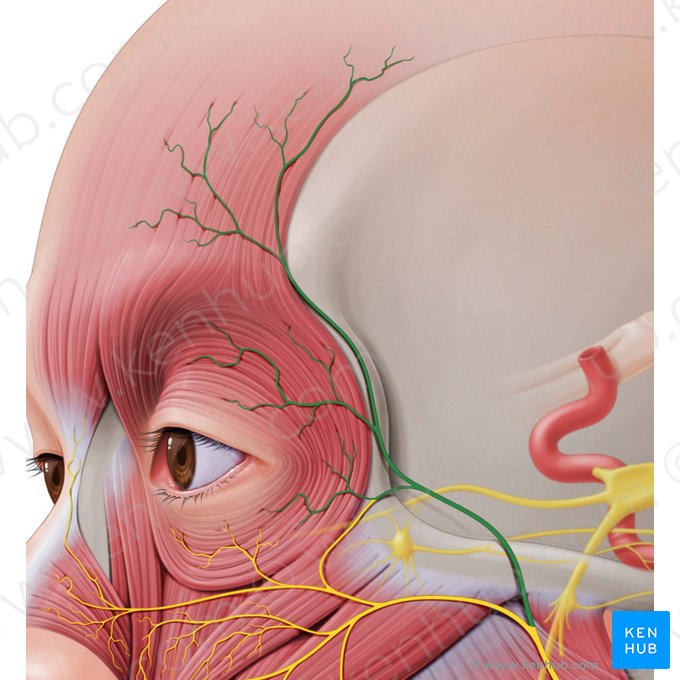 Temporal branches of facial nerve (Rami temporales nervi facialis); Image: Paul Kim