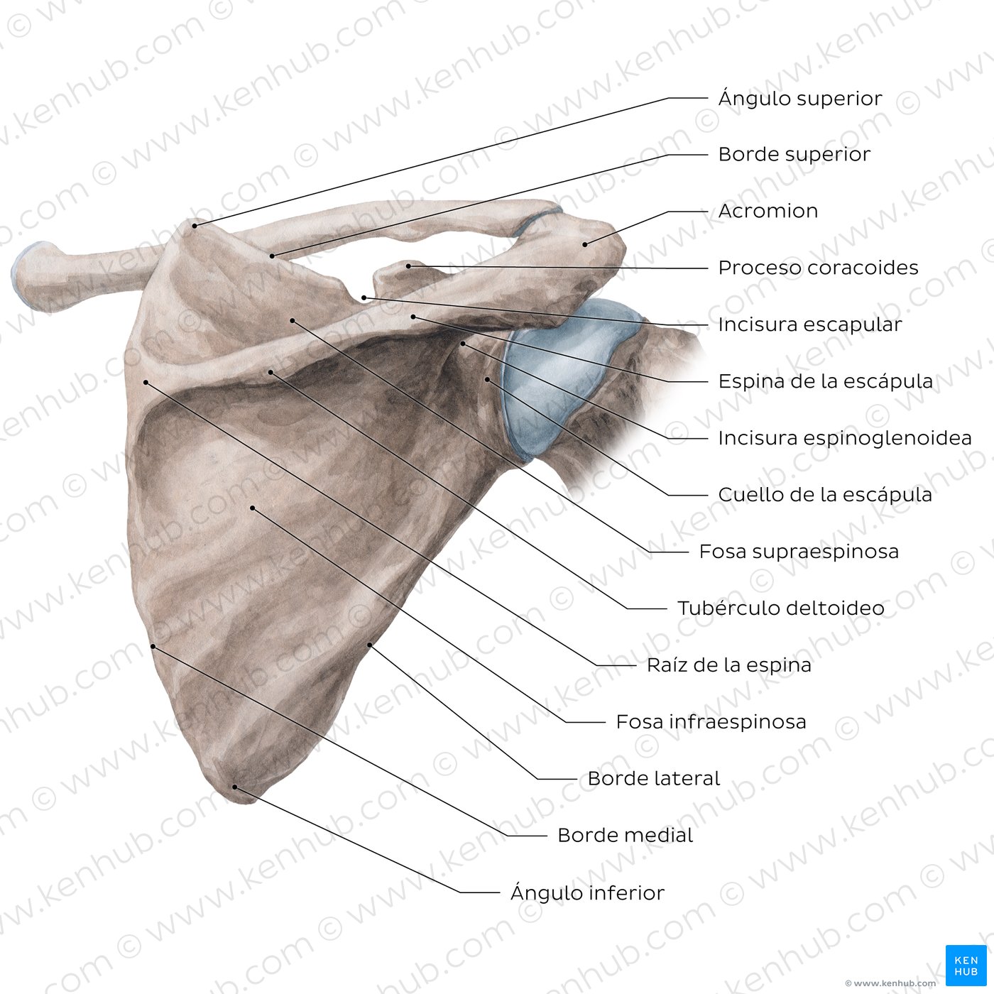 Escápula: vista posterior