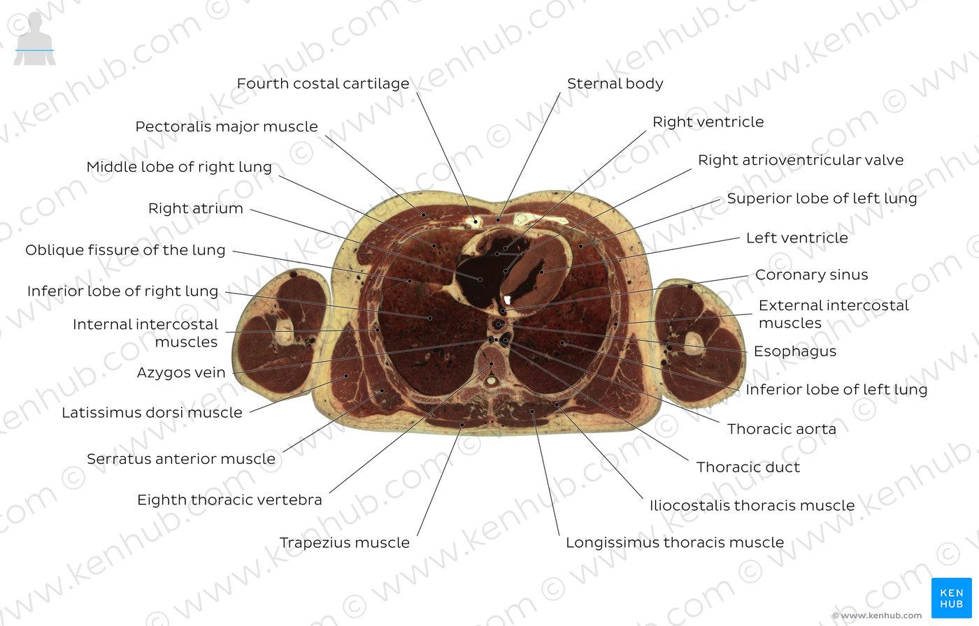 Eight thoracic vertebra level: Overview