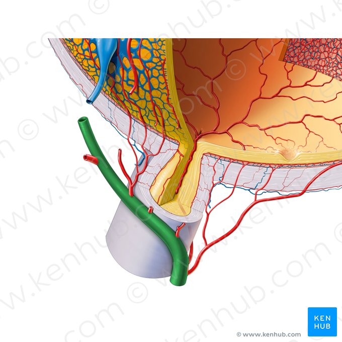 Arteria ophthalmica (Augenarterie); Bild: Paul Kim