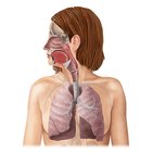 Sistema respiratorio