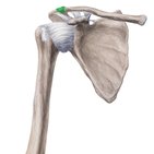 Acromioclavicular (AC) joint