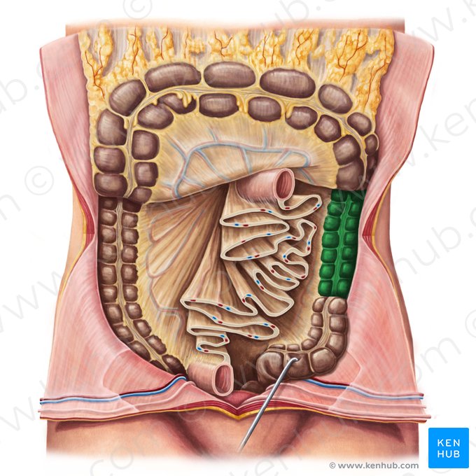 Descending colon (Colon descendens); Image: Irina Münstermann