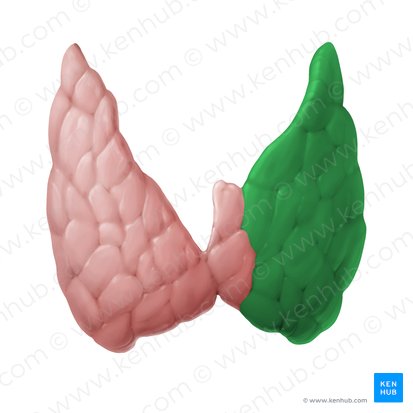Lobe gauche de la glande thyroïde (Lobus sinister glandulae thyroideae); Image : Begoña Rodriguez