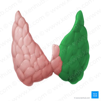 Left lobe of thyroid gland (Lobus sinister glandulae thyroideae); Image: Begoña Rodriguez