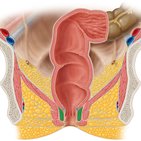 Musculus sphincter ani externus und internus