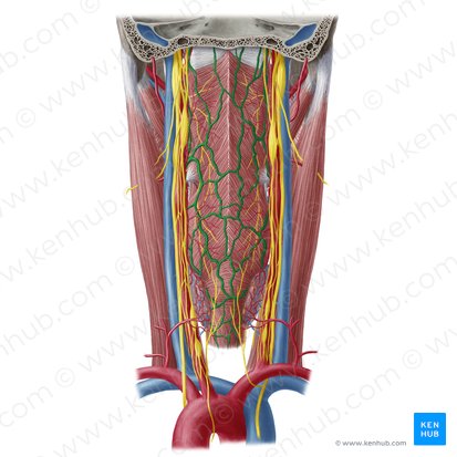 Venas faríngeas (Venae pharyngeae); Imagen: Yousun Koh