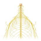 What is a nerve?
