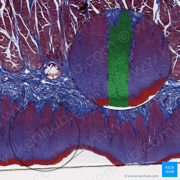 Nonkeratinized stratified squamous epithelium (Epithelium stratificatum squamosum non cornificatum); Image: 