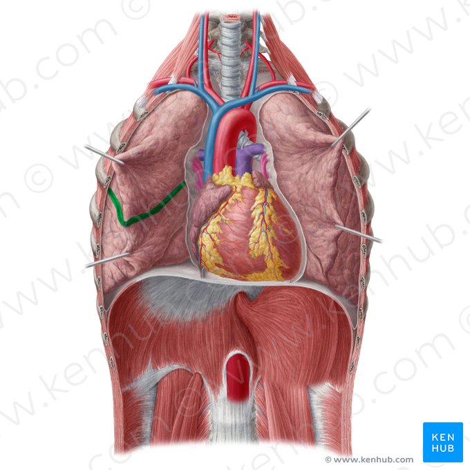 Fissura horizontalis pulmonis dextri (Horizontale Spalte der rechten Lunge); Bild: Yousun Koh