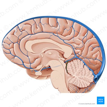 Vena superior cerebelli (Obere Kleinhirnvene); Bild: Paul Kim