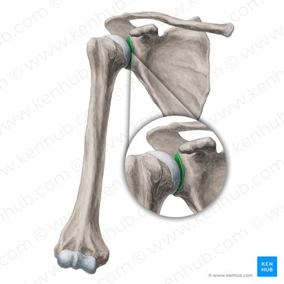 Cavidade glenoide da escápula (Fossa glenoidalis scapulae); Imagem: Yousun Koh