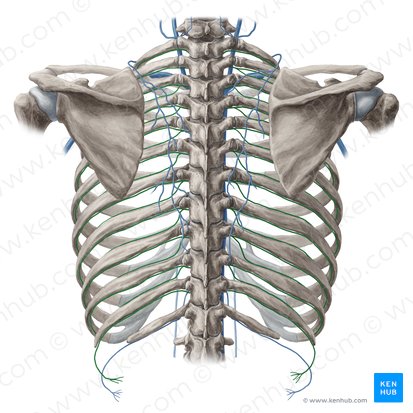 Veias intercostais posteriores (Vena intercostalis posterior); Imagem: Yousun Koh