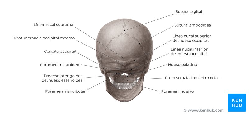 Cráneo (vista posterior)