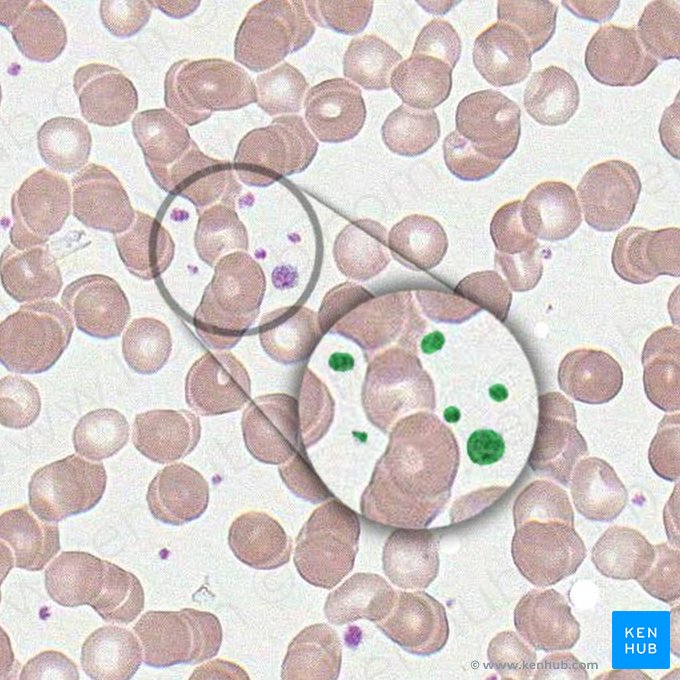 Trombocito (Thrombocytus); Imagen: 