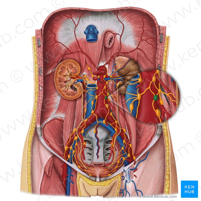 Linfonodos pancreáticos (Nodi lymphoidei pancreatici); Imagem: Irina Münstermann