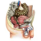 Vísceras pélvicas e períneo masculino