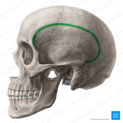 Línea temporal superior (Linea temporalis superior); Imagen: Yousun Koh