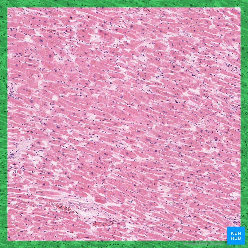 Cardiac muscle - histological slide