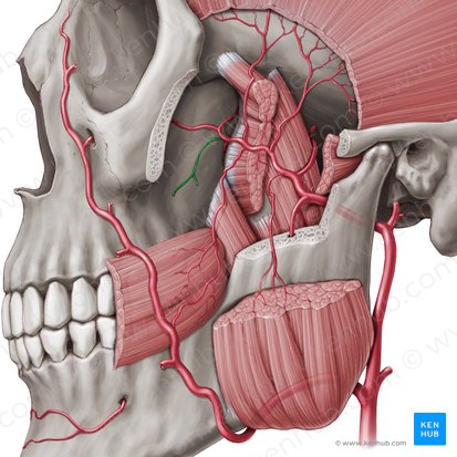 Arteria alveolaris superior posterior (Obere hintere Zahnfacharterie); Bild: Paul Kim