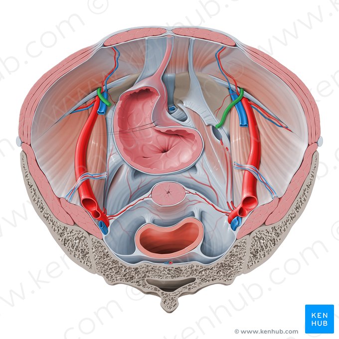 Ligamento redondo del útero (Ligamentum teres uteri); Imagen: Paul Kim