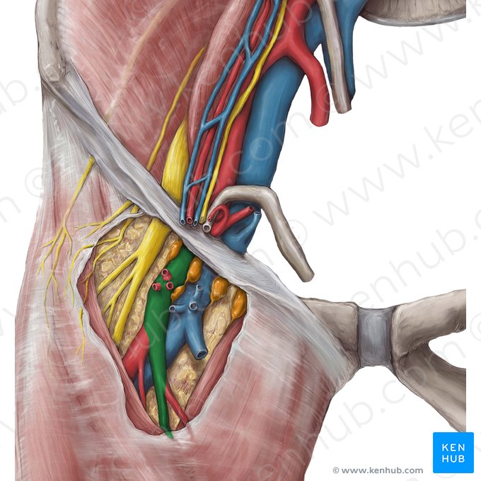 Femoral artery (Arteria femoralis); Image: Hannah Ely