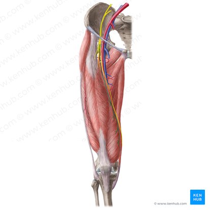 Muscular branches of femoral nerve (Rami musculares nervi femoralis); Image: Liene Znotina