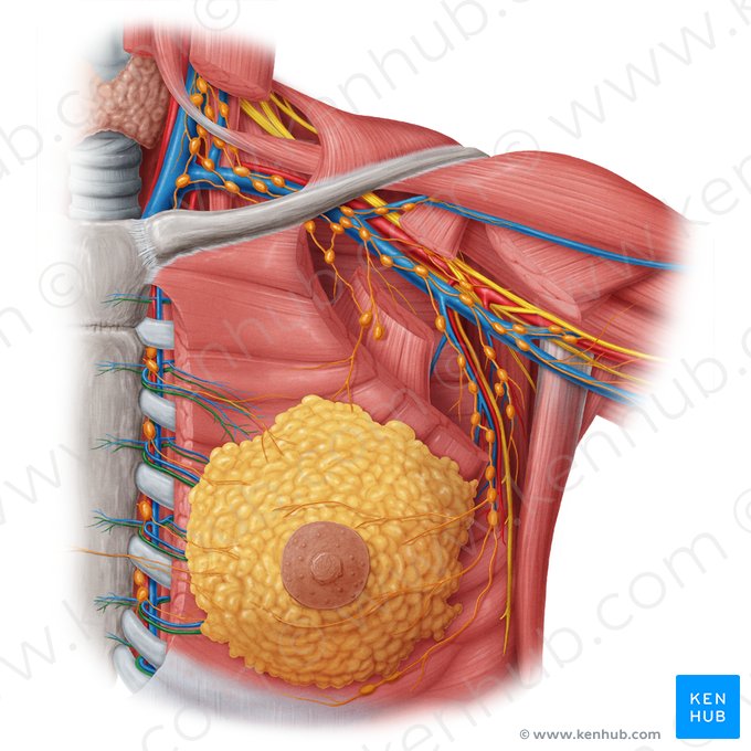 Ramos perfurantes da artéria torácica interna (Rami perforantes arteriae thoracicae internae); Imagem: Samantha Zimmerman