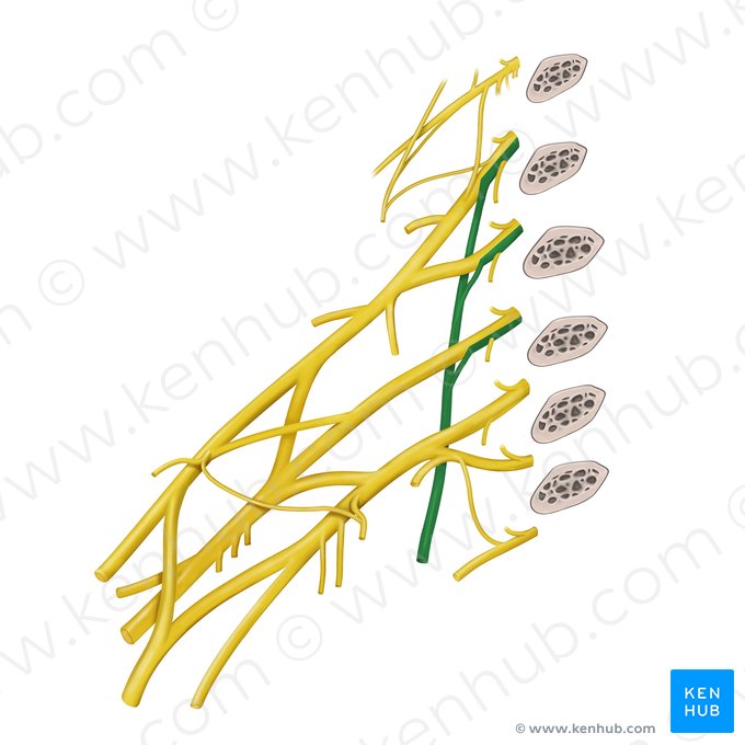 Long thoracic nerve (Nervus thoracicus longus); Image: Begoña Rodriguez