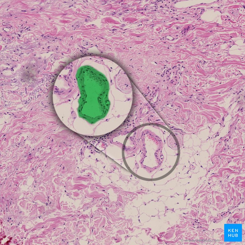 Venule - histological slide