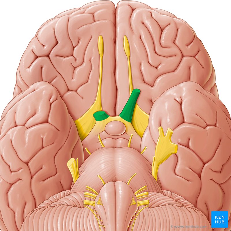 Optic nerve: Caudal view