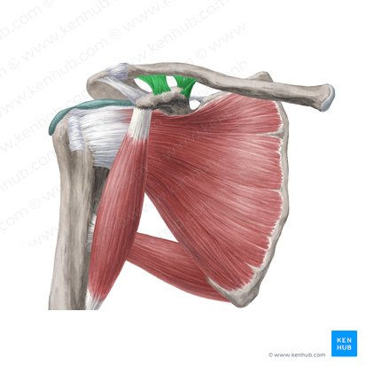 Coracoclavicular ligament (Ligamentum coracoclaviculare); Image: Yousun Koh
