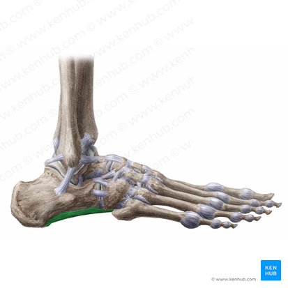 Ligamento plantar largo (Ligamentum plantare longum); Imagen: Liene Znotina