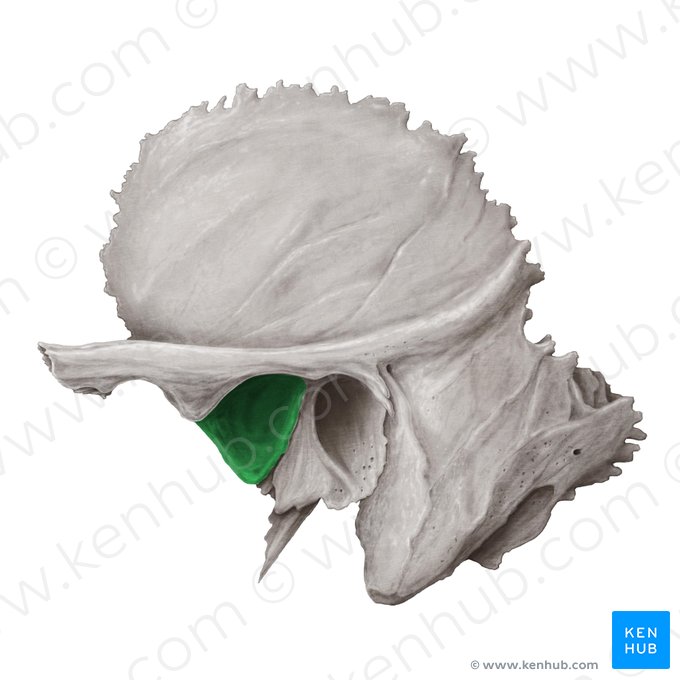 Fossa mandibular do osso temporal (Fossa mandibularis ossis temporalis); Imagem: Samantha Zimmerman