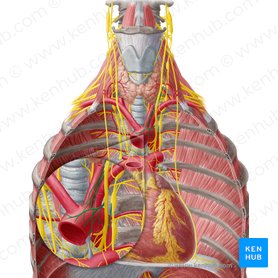 Plexus aorticus thoracicus (Brustaortengeflecht); Bild: Yousun Koh