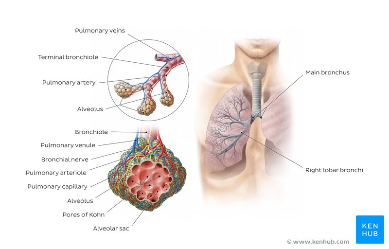 Anatomy of the bronchioles and alveoli - anterior view