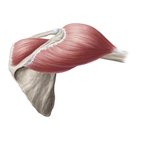 Muscles de l'épaule