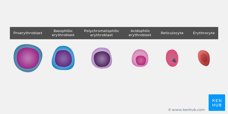 Stages of erythropoiesis