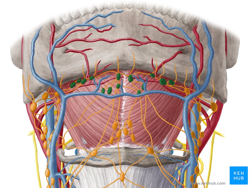 Lymph Nodes Of The Head Neck And Arm Kenhub