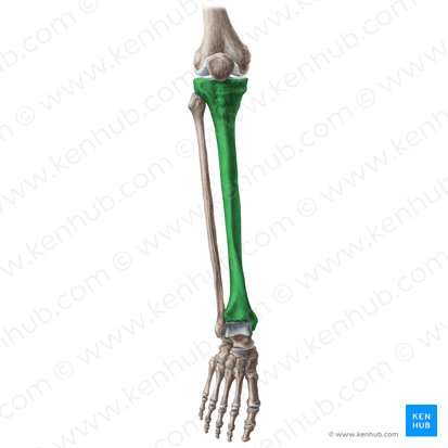 Tibia; Image: Liene Znotina