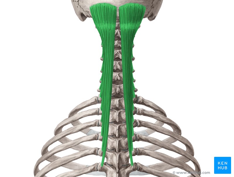 Semispinalis capitis muscle (Musculus semispinalis capitis)